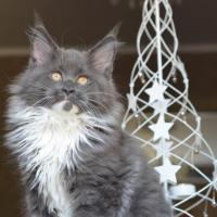 Jophiel - 12 semaines - 2kg300