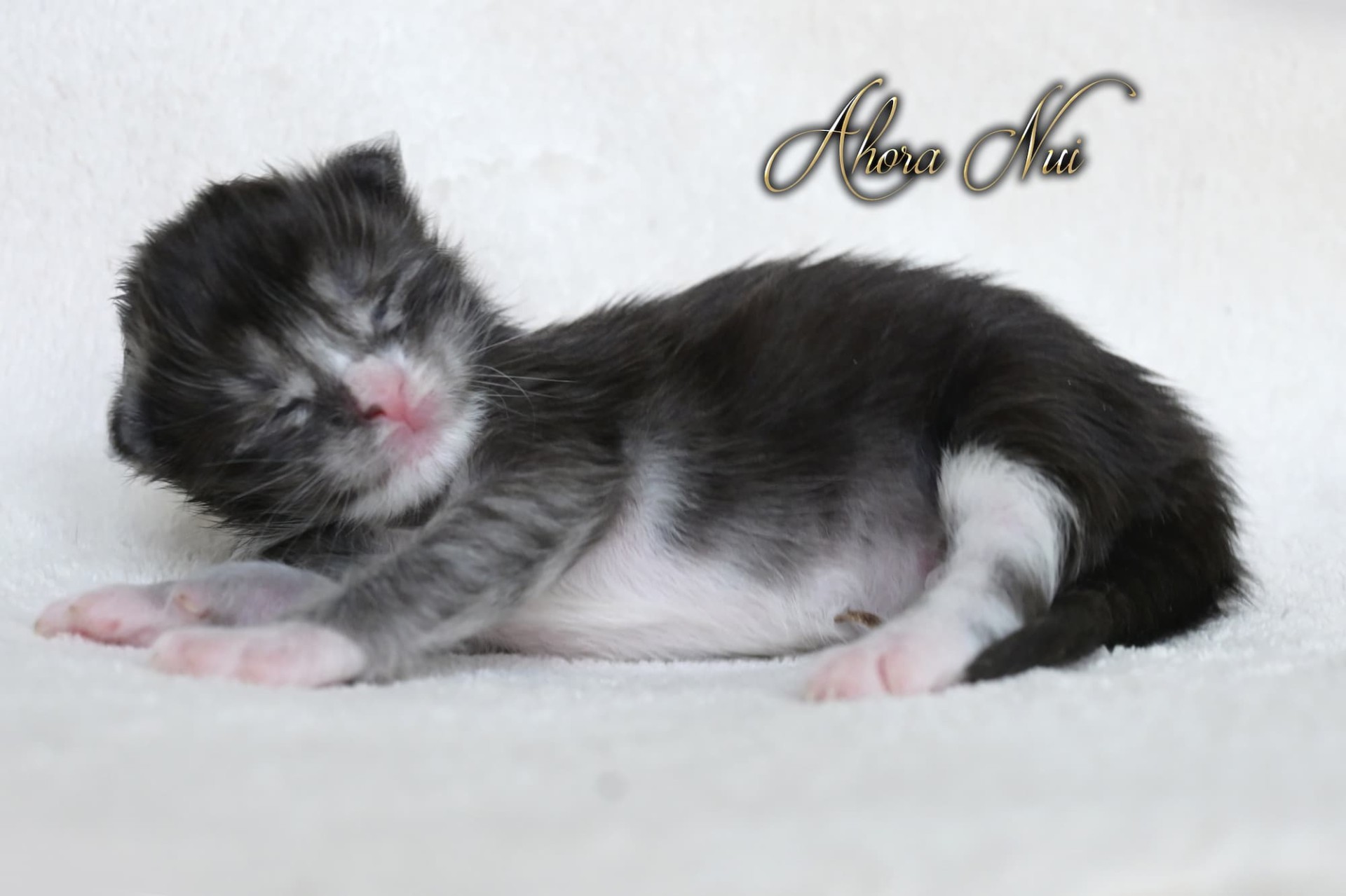 Ahora Nui - 1 semaine - 286g