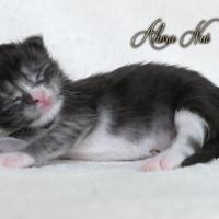 Ahora Nui - 1 semaine - 286g