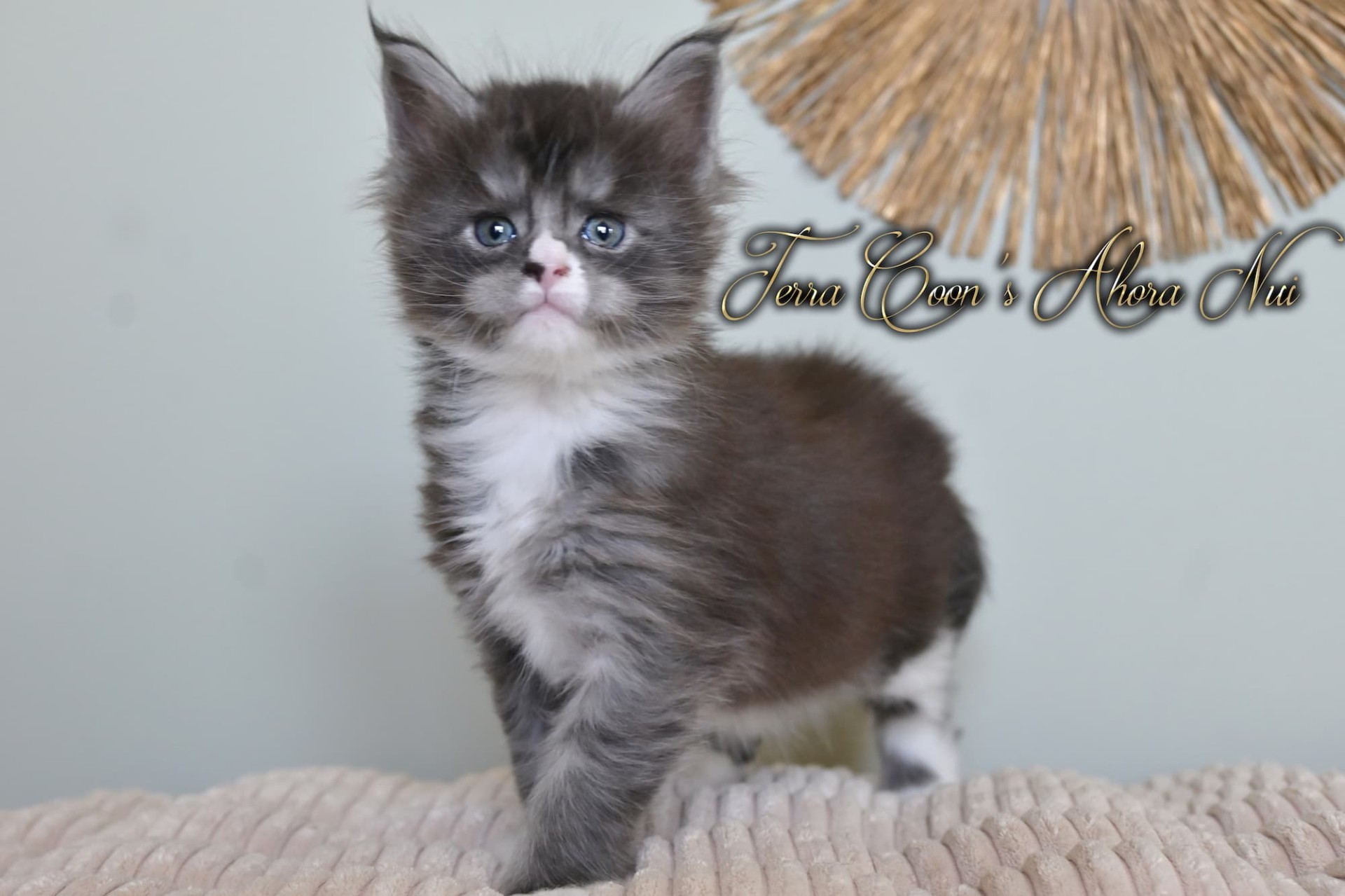 Ahora Nui - 5 semaines - 795g