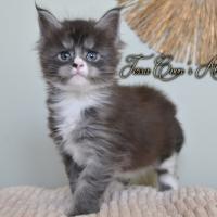 Ahora Nui - 5 semaines - 795g