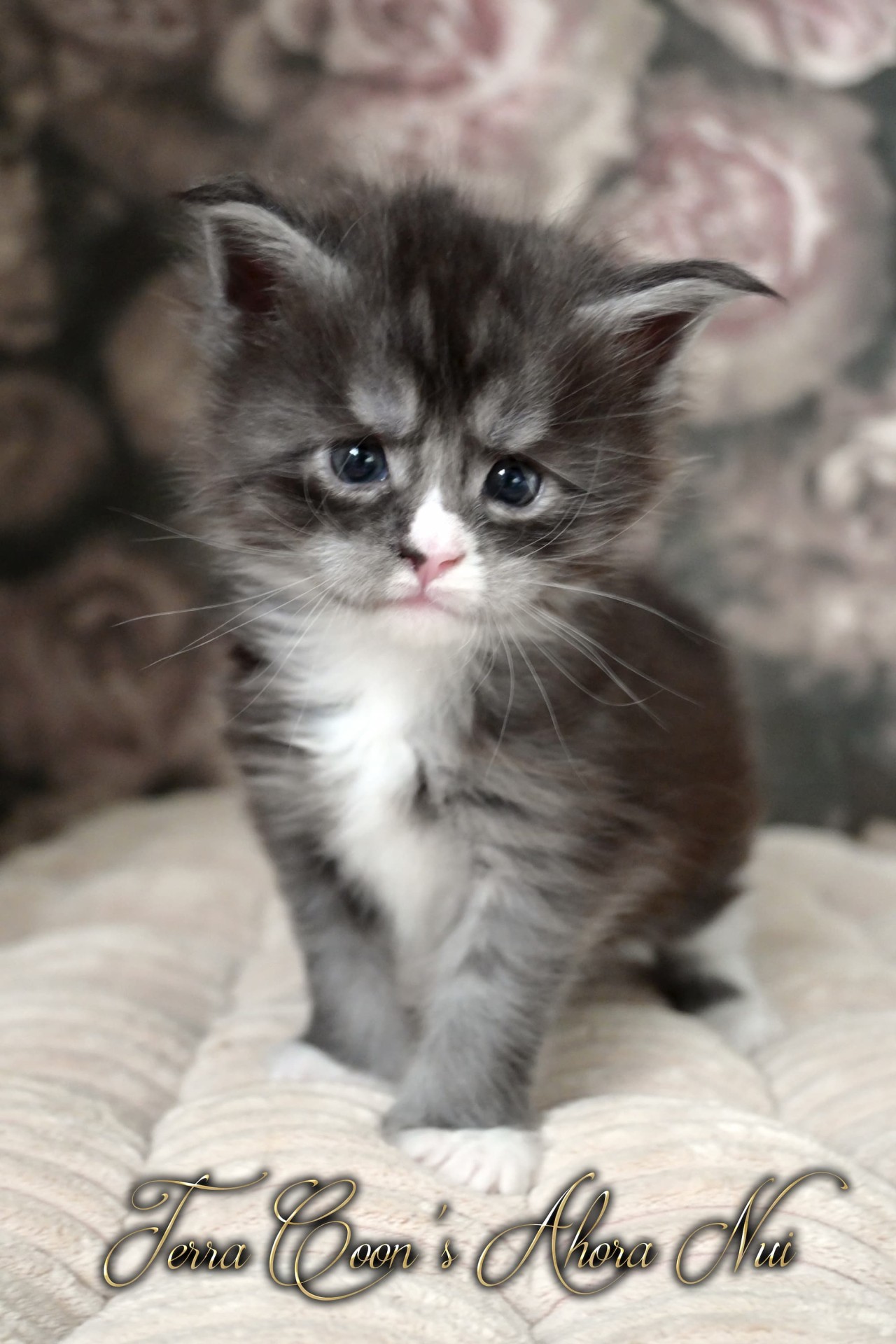 Ahora Nui - 4 semaines - 680g