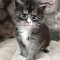 Ahora Nui - 4 semaines - 680g