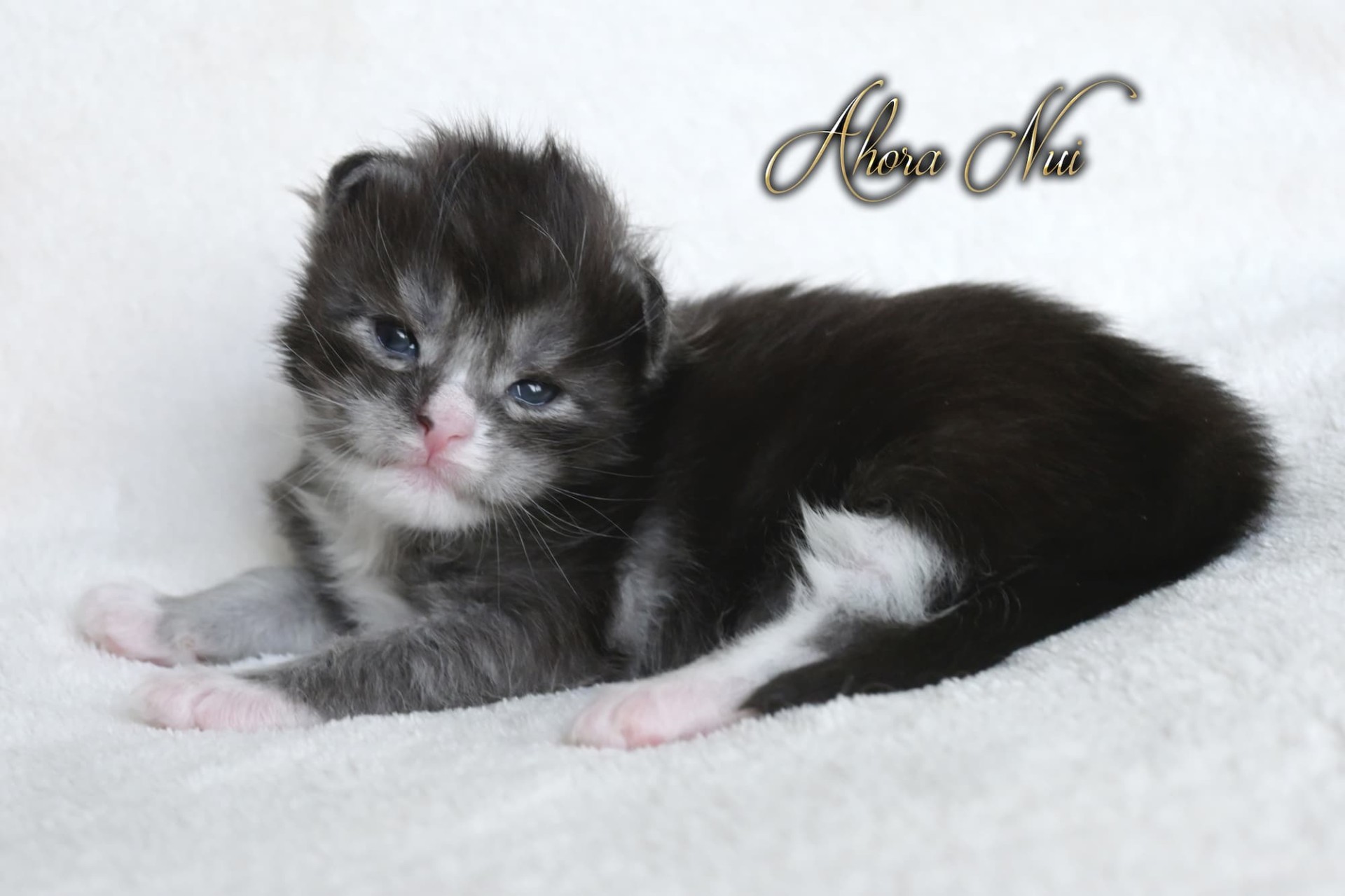 Ahora Nui - 2 semaines - 414g