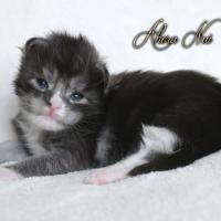 Ahora Nui - 2 semaines - 414g