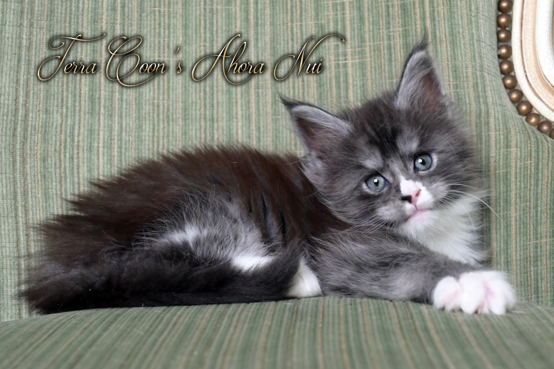 Ahora Nui - 6 semaines - 935g