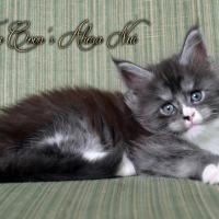 Ahora Nui - 6 semaines - 935g