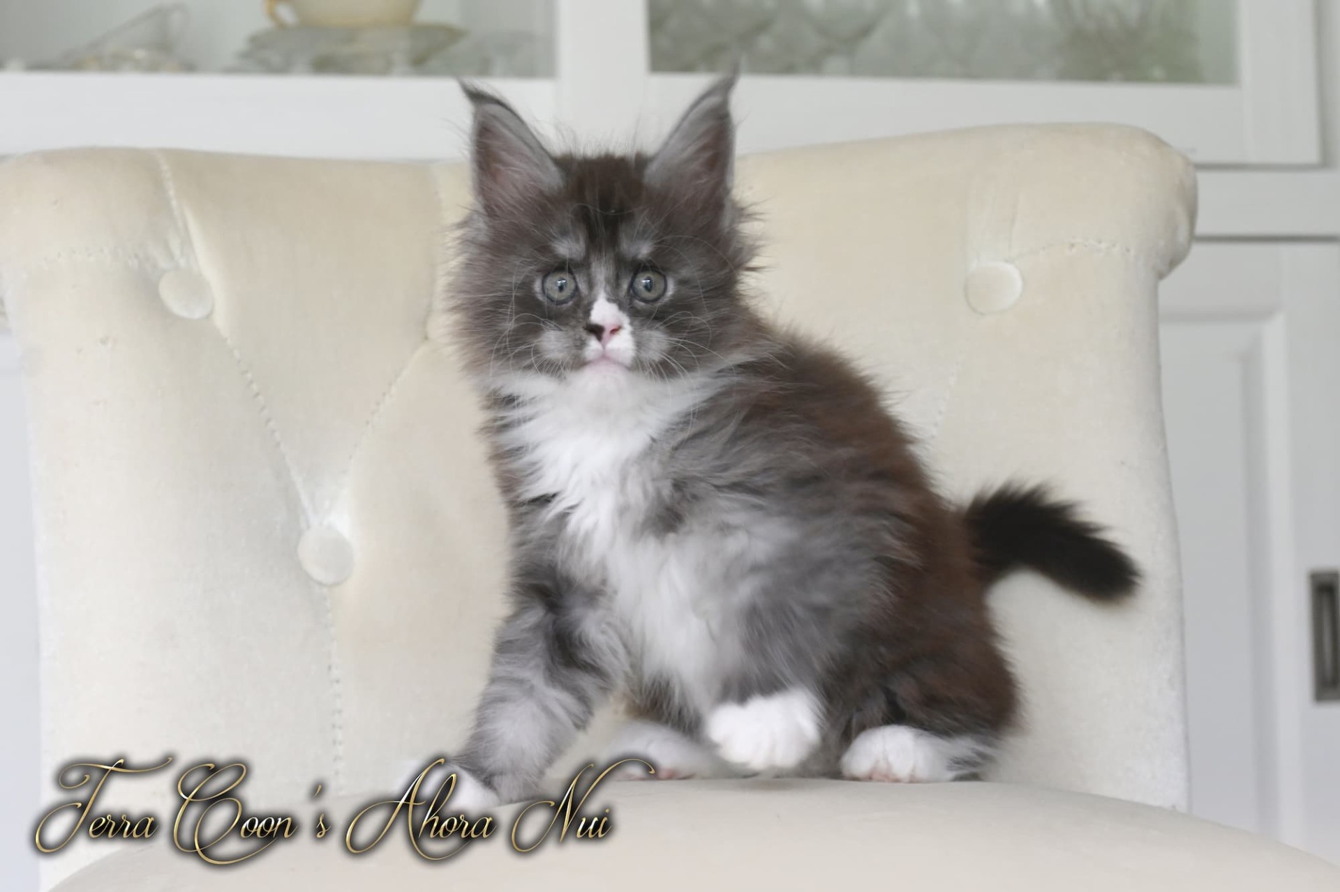 Ahora Nui - 7 semaines - 1kg105