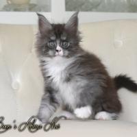 Ahora Nui - 7 semaines - 1kg105