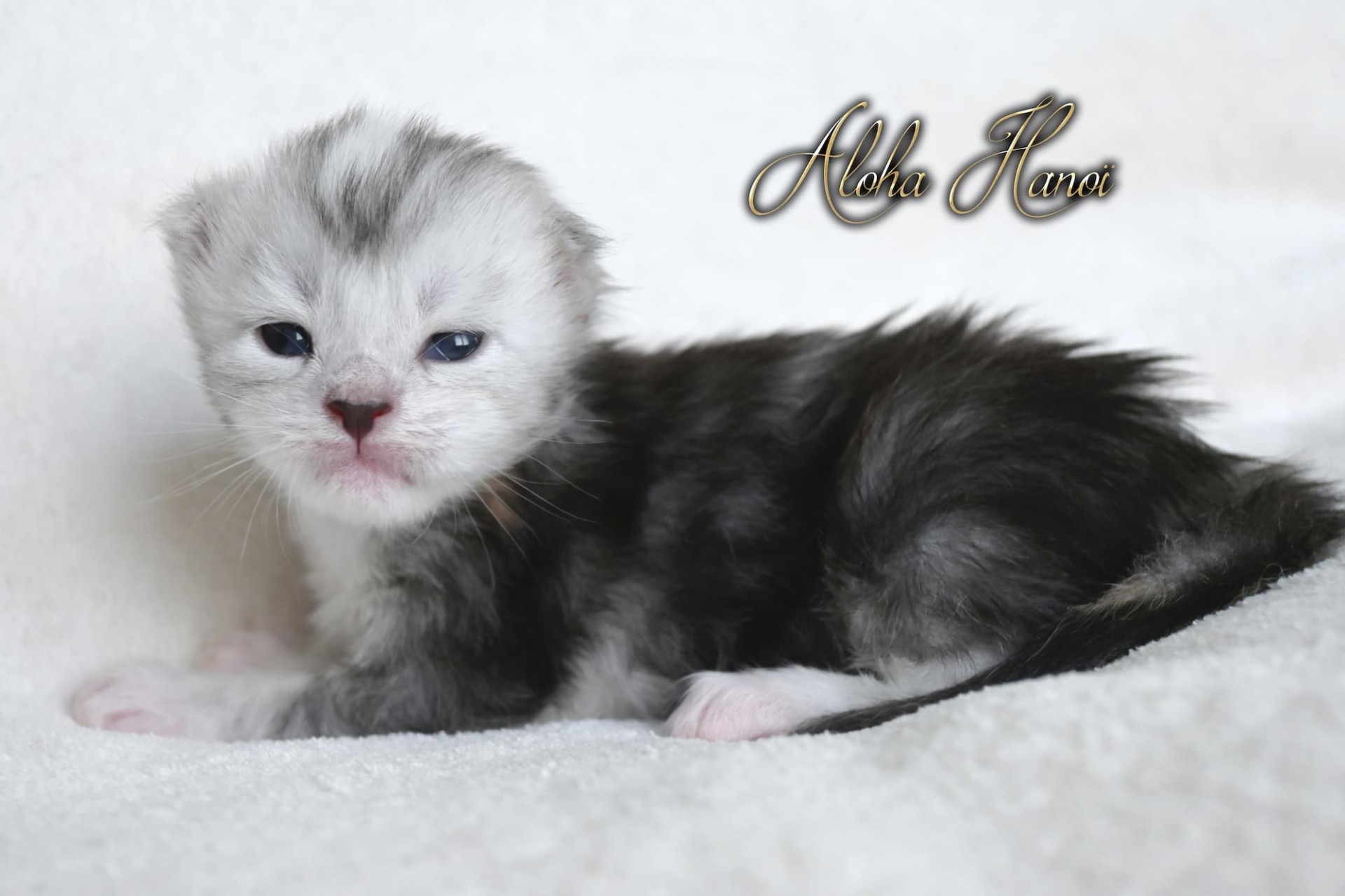 Aloha Hanoï - 2 semaines - 395g