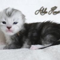 Aloha Hanoï - 2 semaines - 395g