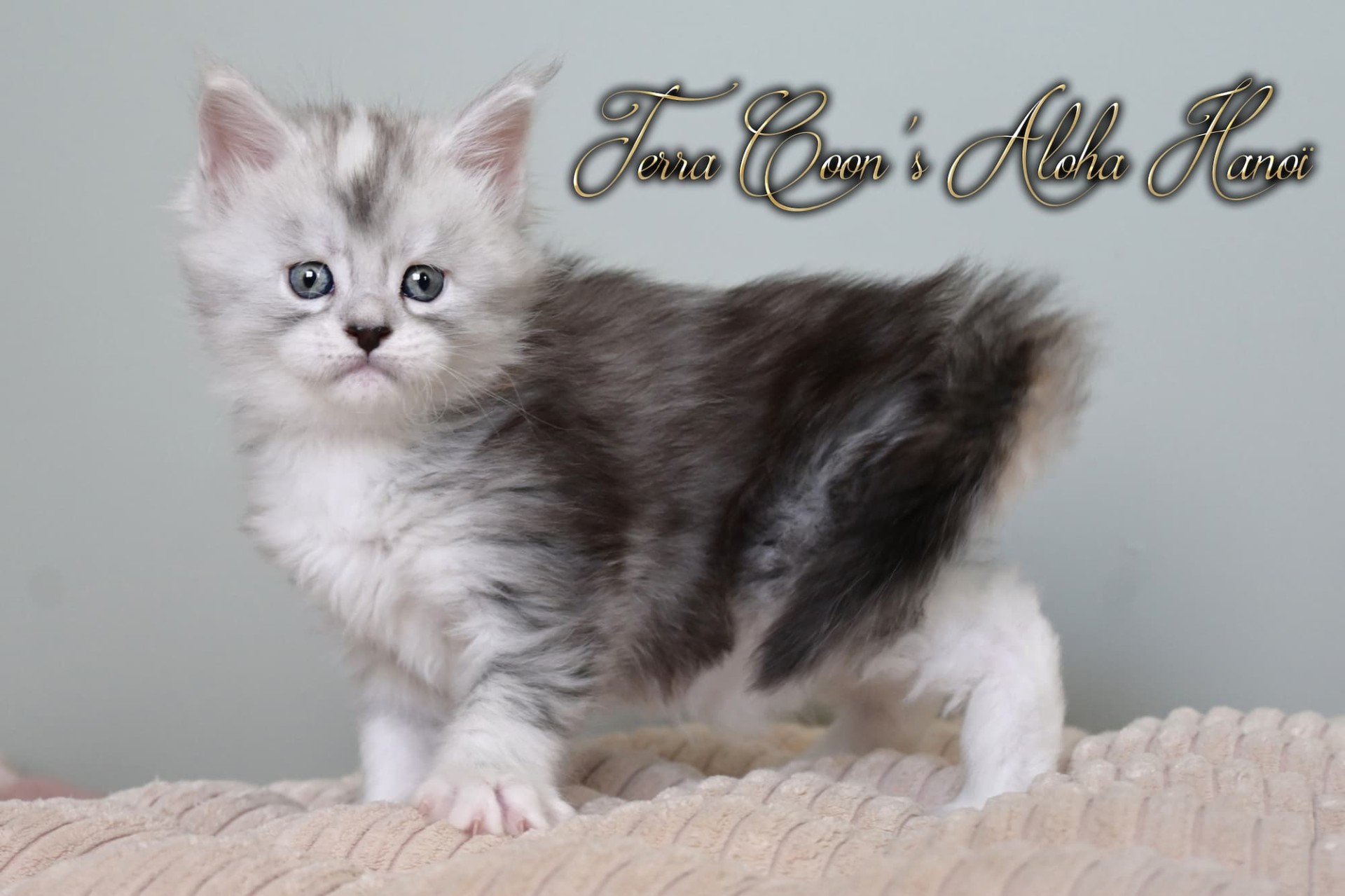 Aloha Hanoï - 5 semaines - 802g