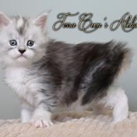 Aloha Hanoï - 5 semaines - 802g