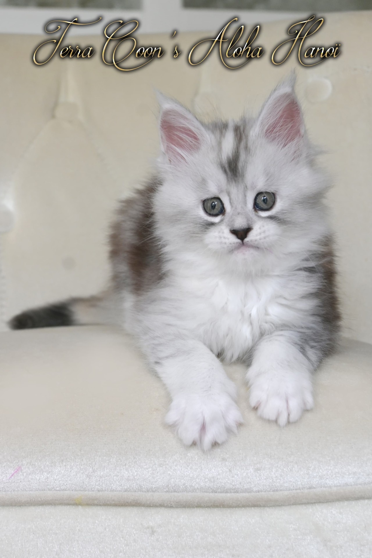 Aloha Hanoï - 7 semaines - 1kg130