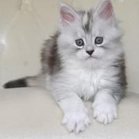 Aloha Hanoï - 7 semaines - 1kg130