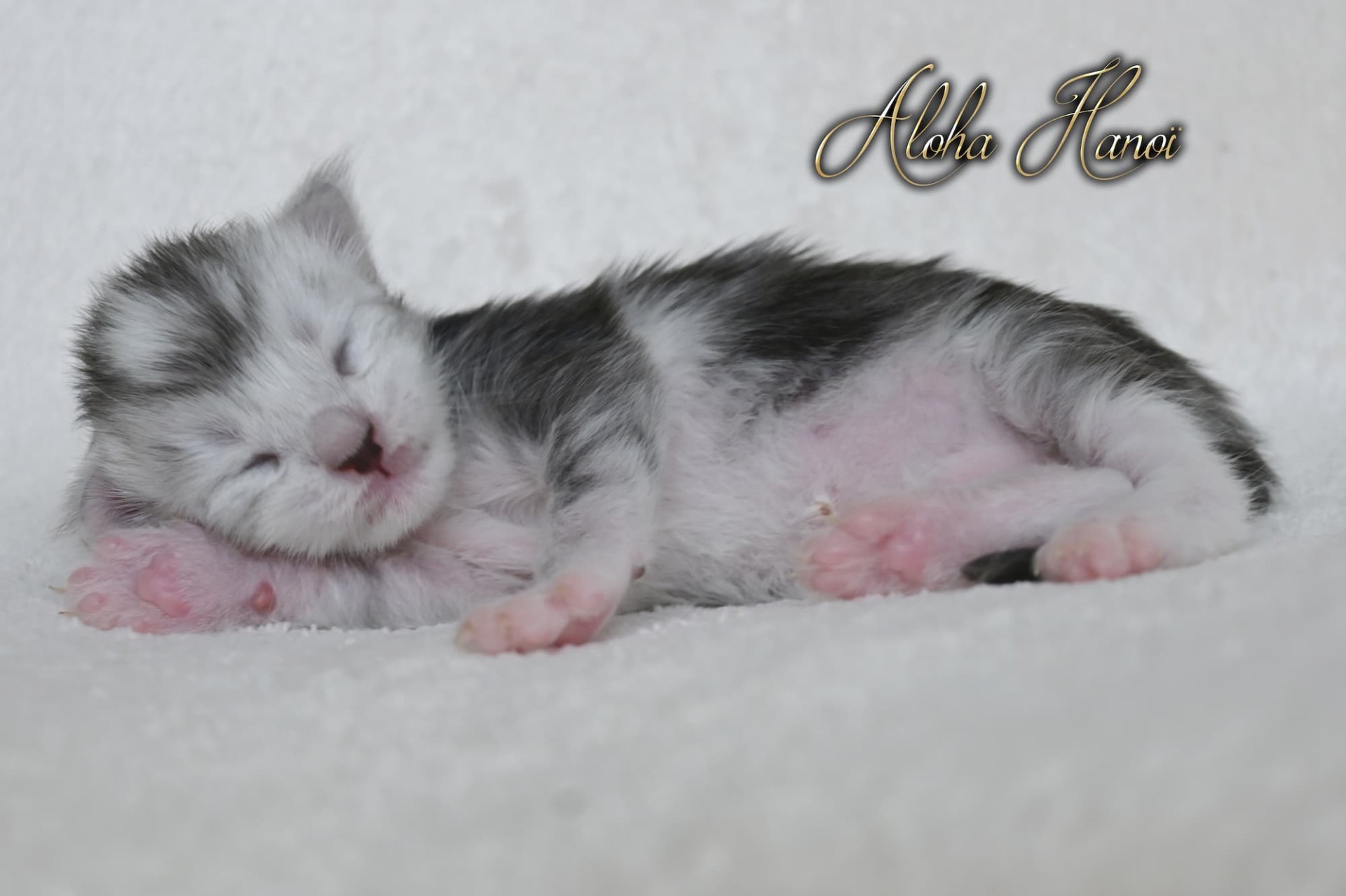 Aloha Hanoï - 1 semaines - 261g