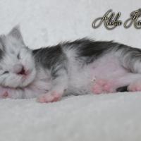 Aloha Hanoï - 1 semaines - 261g