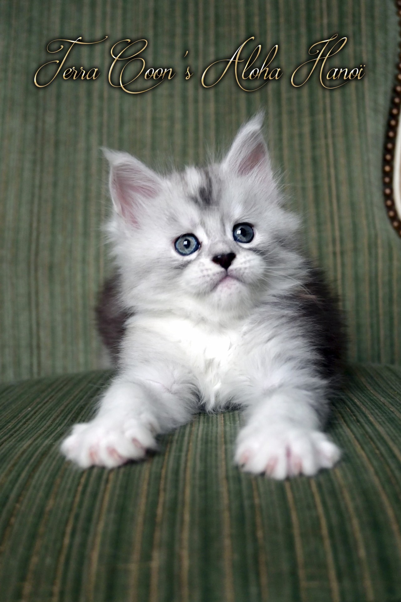 Aloha Hanoï - 6 semaines - 930g