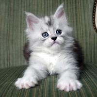 Aloha Hanoï - 6 semaines - 930g