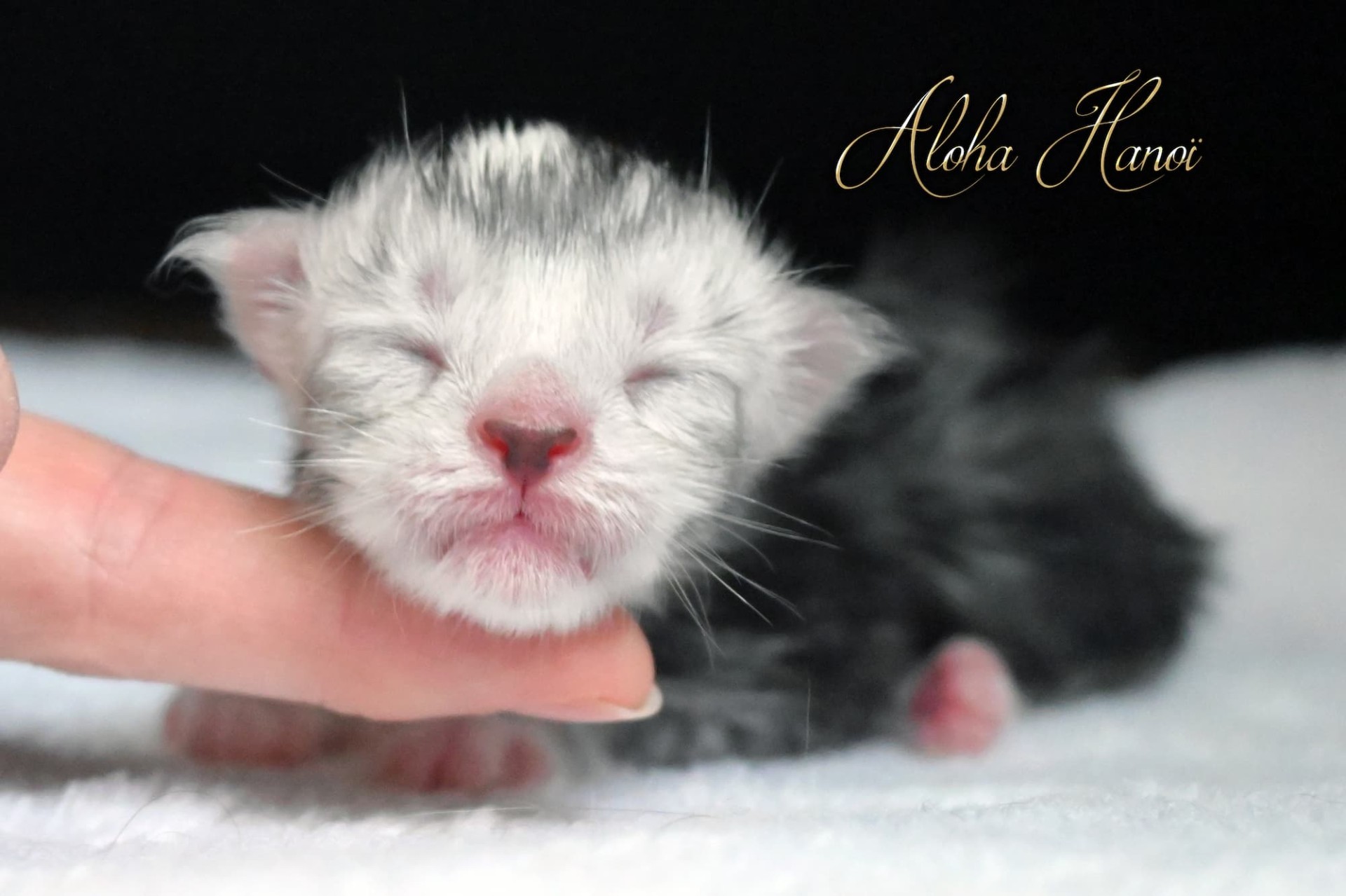 Aloha Hanoï - naissance - 124g