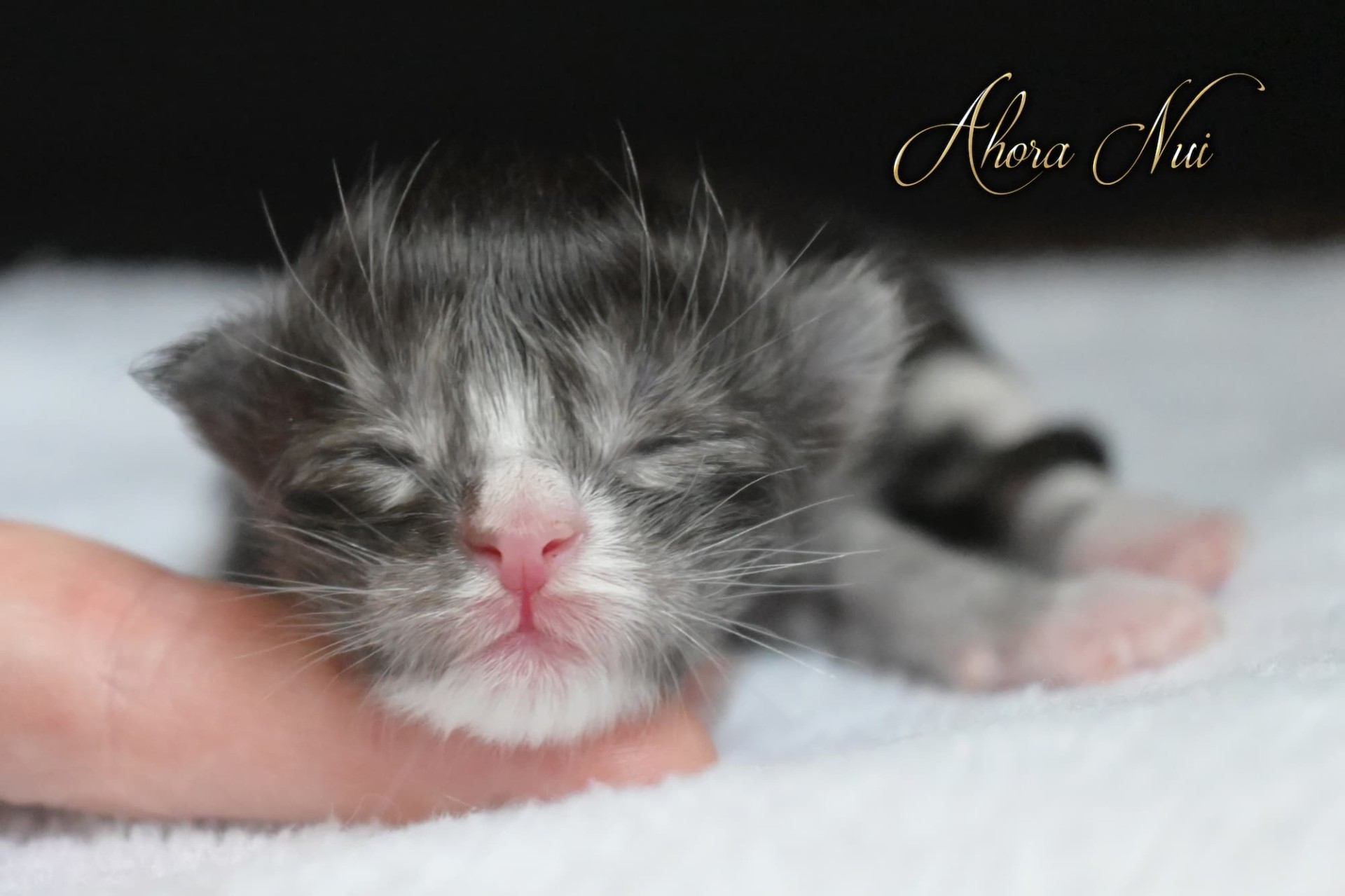 Ahora Nui - naissance - 127g