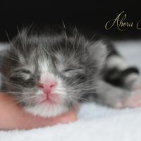 Ahora Nui - naissance - 127g