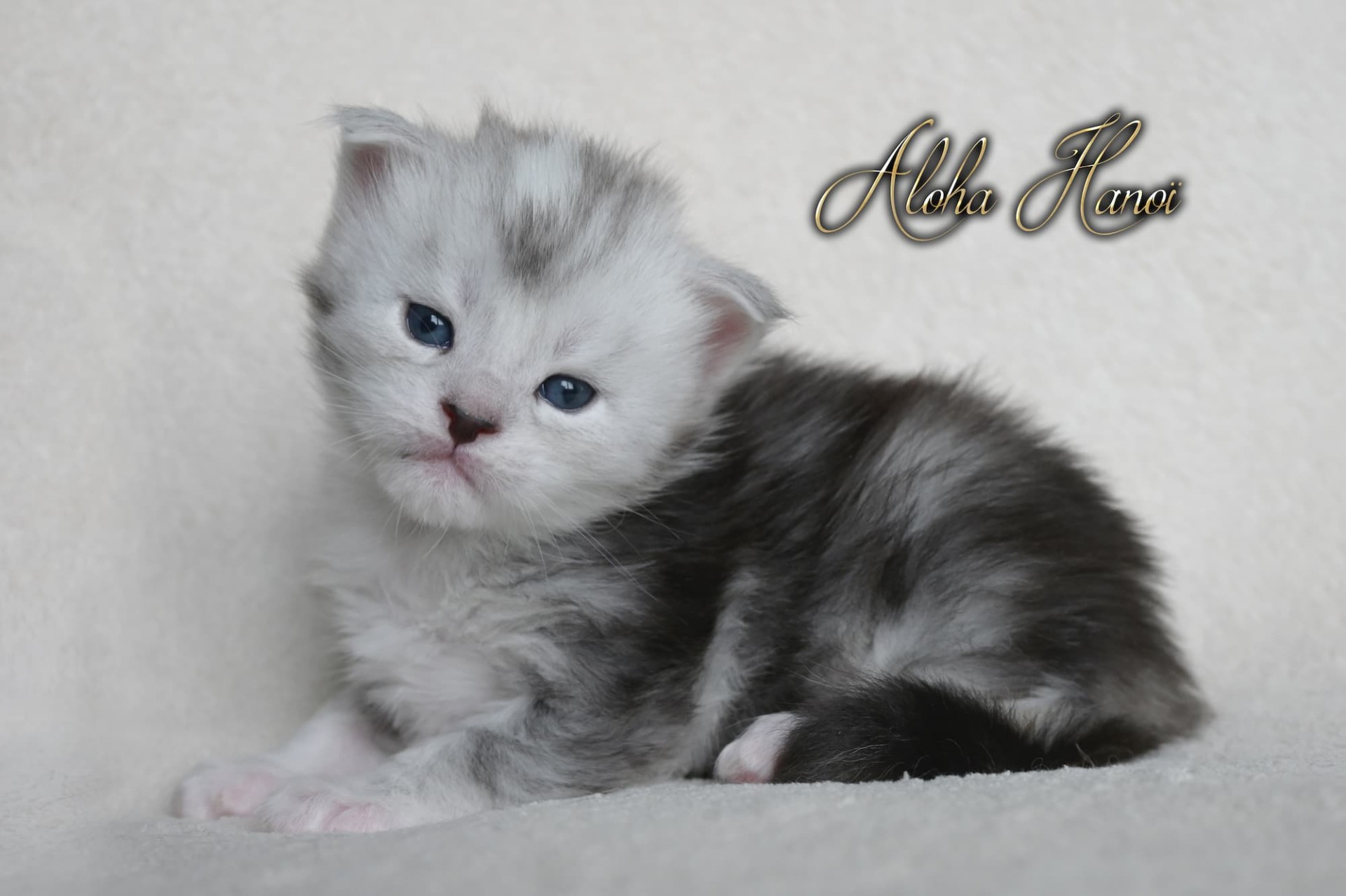 Aloha Hanoï - 4 semaines - 672g