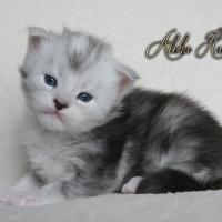 Aloha Hanoï - 4 semaines - 672g