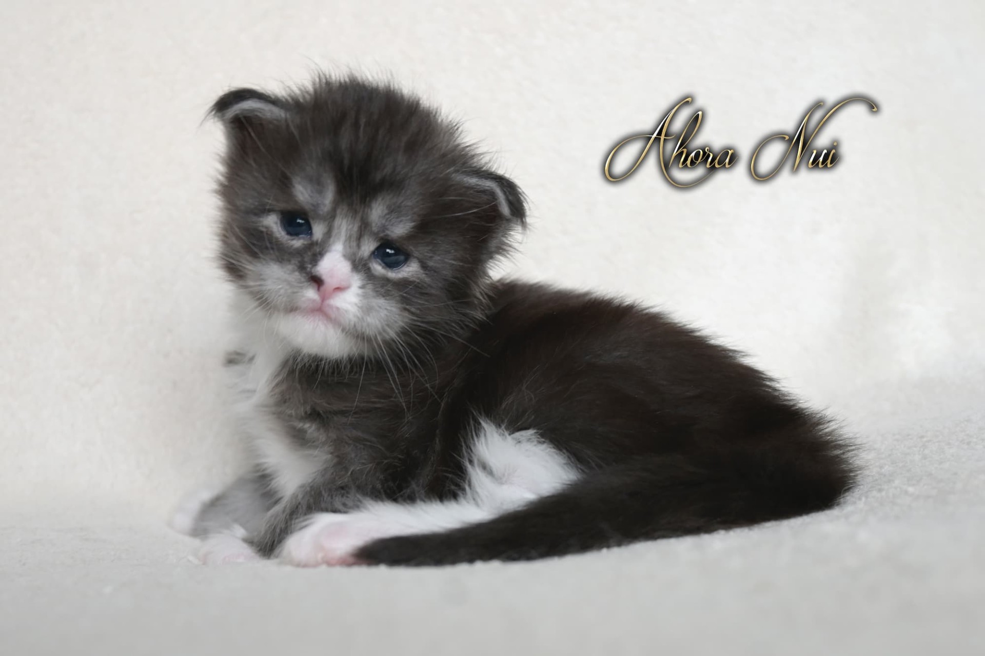 Ahora Nui - 3 semaines - 543g