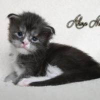 Ahora Nui - 3 semaines - 543g