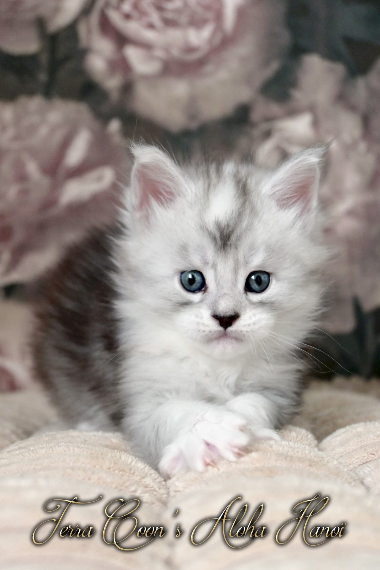 Aloha Hanoï - 4 semaines - 672g