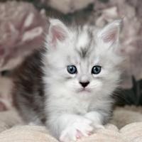 Aloha Hanoï - 4 semaines - 672g