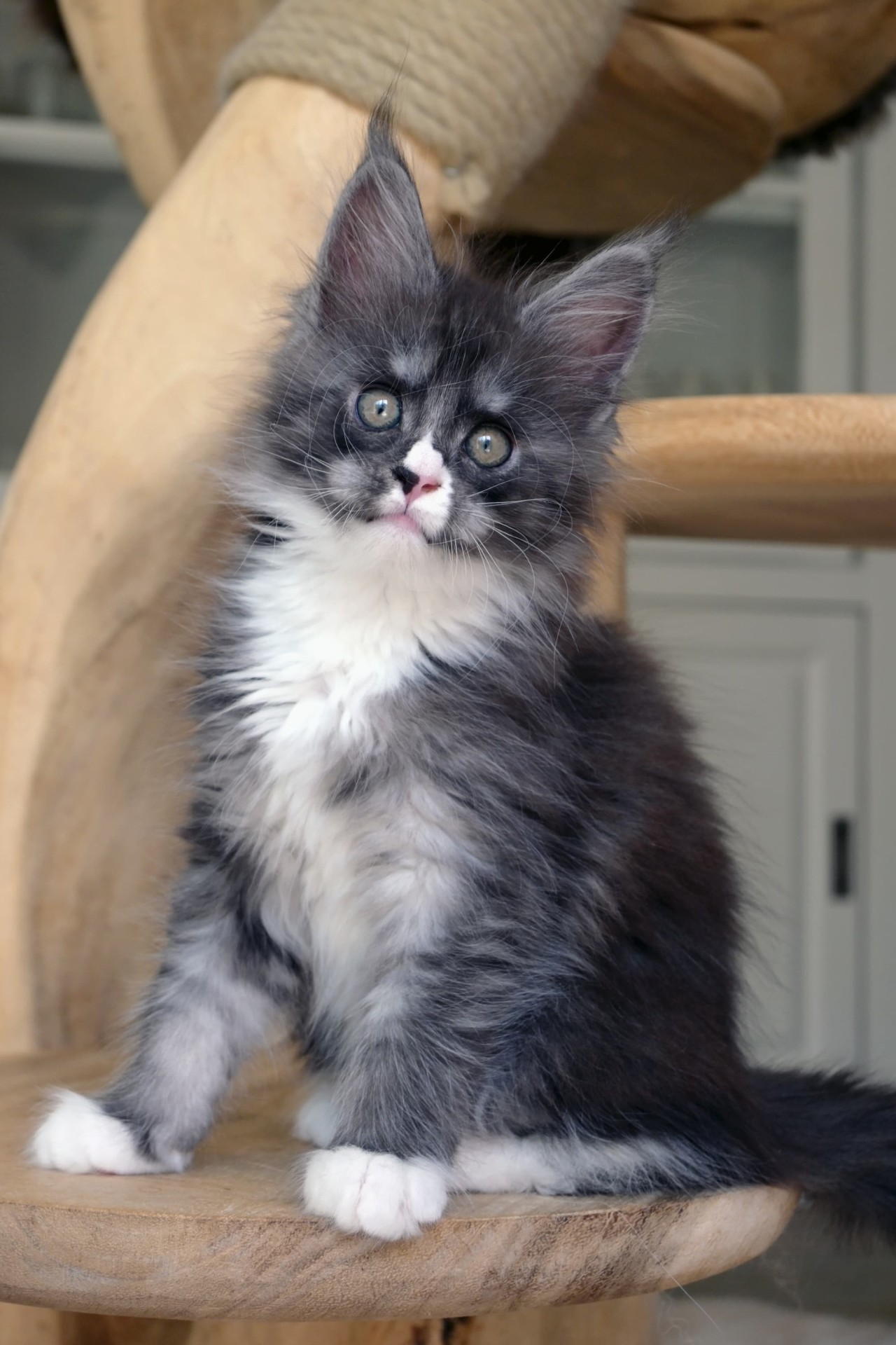 Ahora Nui - 9 semaines - 1kg320