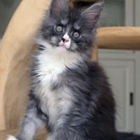 Ahora Nui - 9 semaines - 1kg320