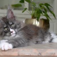 Ahora Nui - 10 semaines - 1kg560