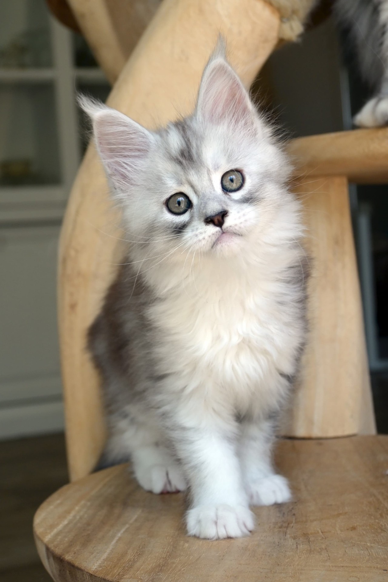 Aloha Hanoï - 9 semaines - 1kg510