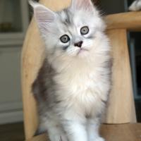 Aloha Hanoï - 9 semaines - 1kg510