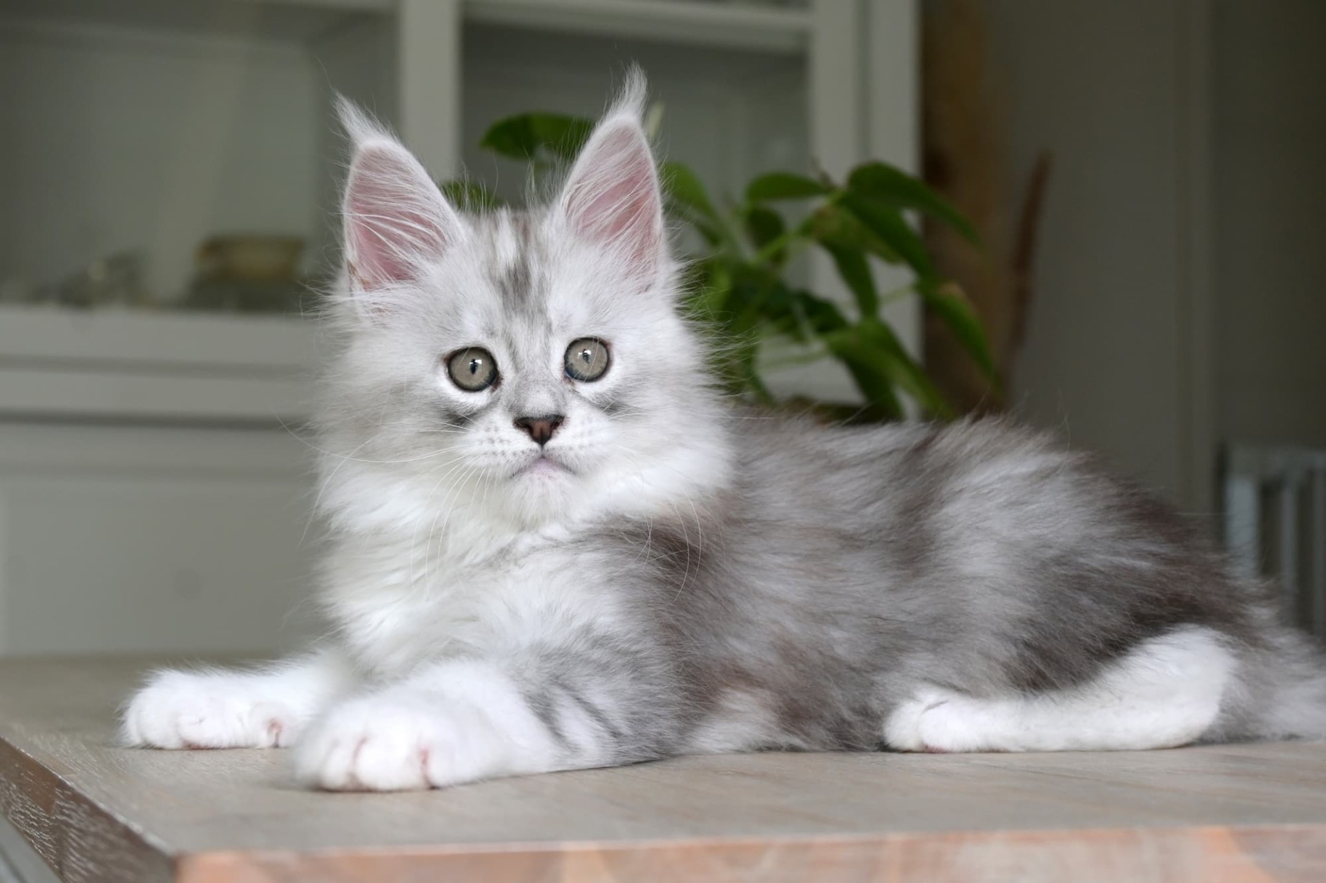 Aloha Hanoï - 10 semaines - 1kg640