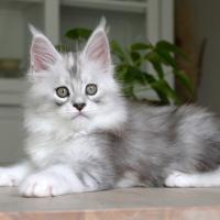 Aloha Hanoï - 10 semaines - 1kg640