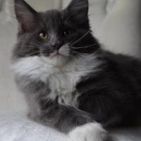 Joo Joo Bel - 13 semaines - 2kg200