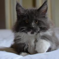 Jophiel - 10 semaines -  1kg810