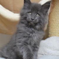 Jean Fizz - 8 semaines - 1kg400