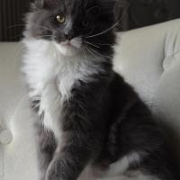 Joo Joo Bel - 13 semaines - 2kg200