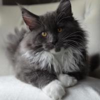 Jophiel - 13 semaines - 2kg700