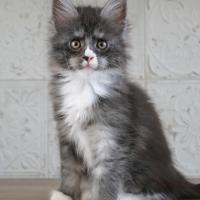 Ahora Nui - 8 semaines -