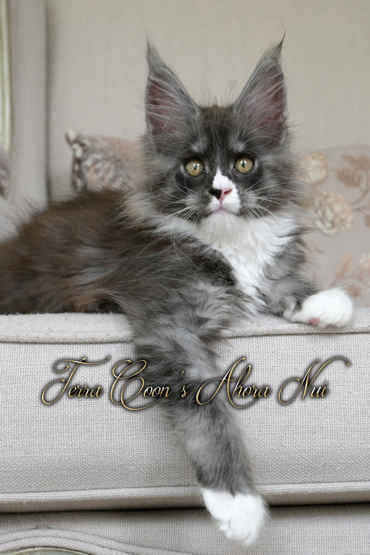 Ahora Nui - 11 semaines 