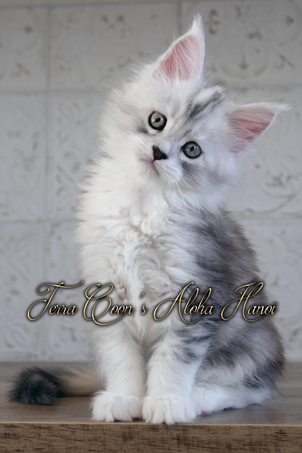 Aloha Hanoï - 8 semaines