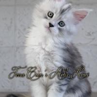 Aloha Hanoï - 8 semaines