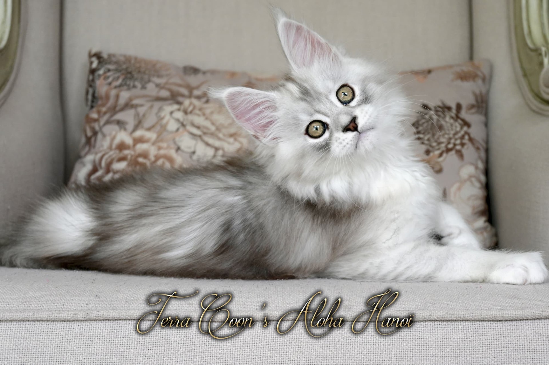 Aloha Hanoï - 11 semaines - 