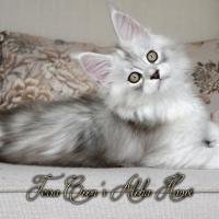 Aloha Hanoï - 11 semaines - 